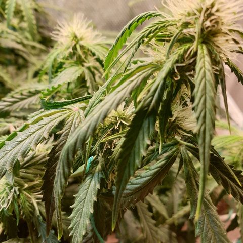 Delta 9 growlog timeline photo