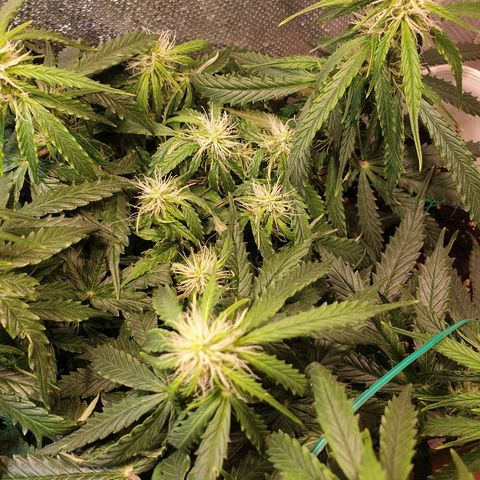 Delta 9 growlog timeline photo