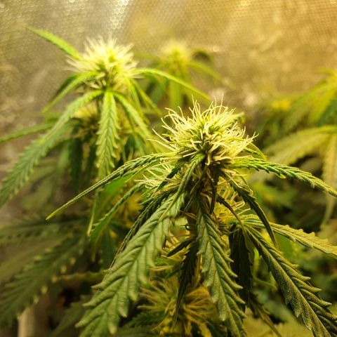 Delta 9 growlog timeline photo