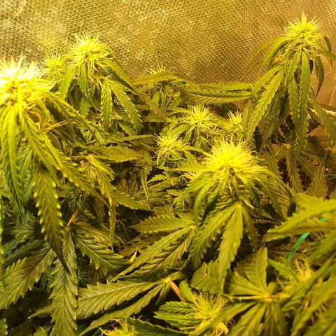Delta 9 growlog timeline photo