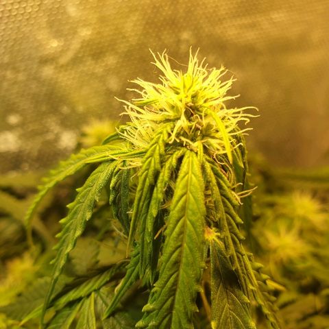 Delta 9 growlog timeline photo