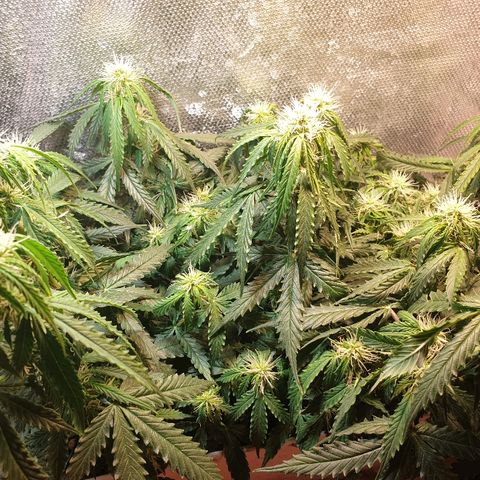Delta 9 growlog timeline photo