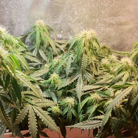Delta 9 growlog timeline photo