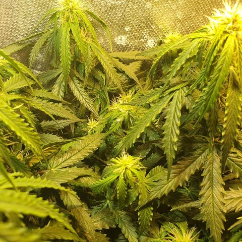 Delta 9 growlog timeline photo