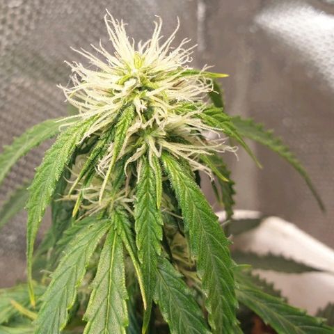 Delta 9 growlog timeline photo