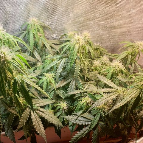 Delta 9 growlog timeline photo