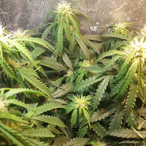 Delta 9 growlog timeline photo