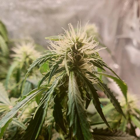 Delta 9 growlog timeline photo