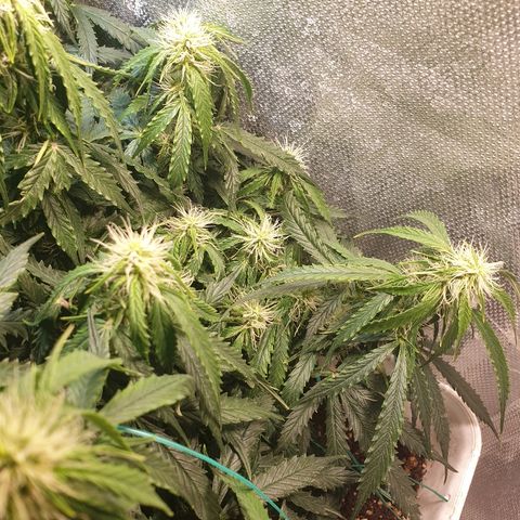 Delta 9 growlog timeline photo