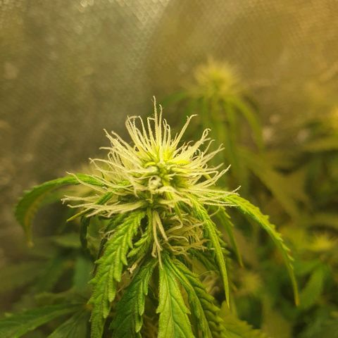 Delta 9 growlog timeline photo