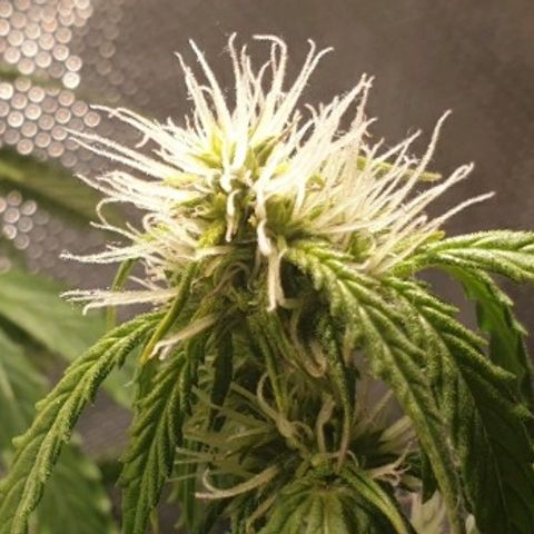 Delta 9 growlog photo: Oberek