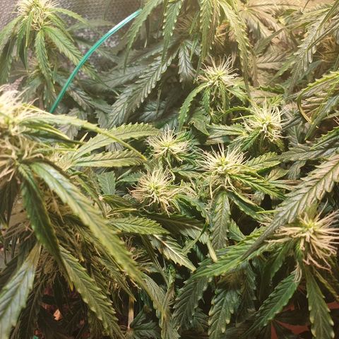 Delta 9 growlog photo: Oberek