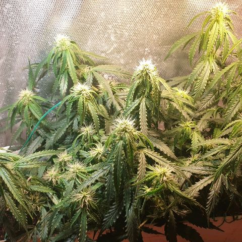 Delta 9 growlog photo: Oberek