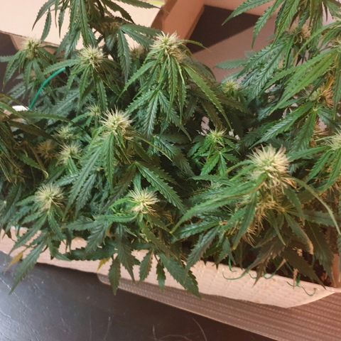 Delta 9 growlog timeline photo