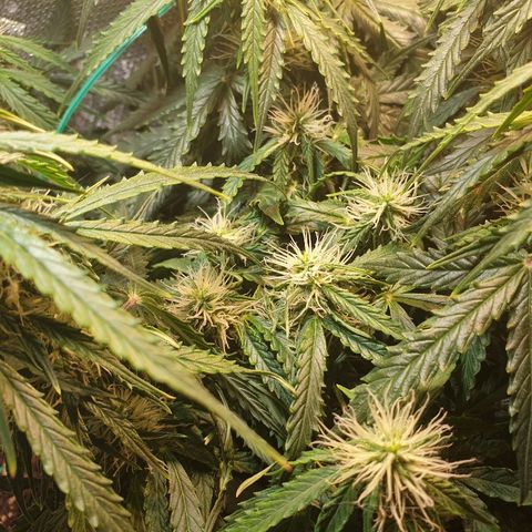 Delta 9 growlog timeline photo