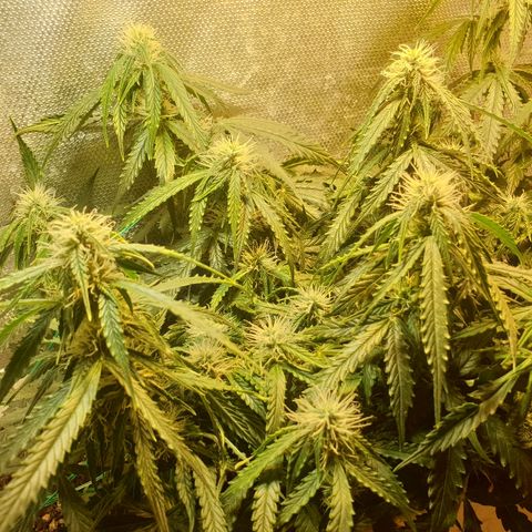 Delta 9 growlog timeline photo
