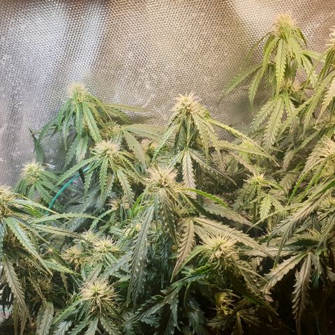 Delta 9 growlog timeline photo