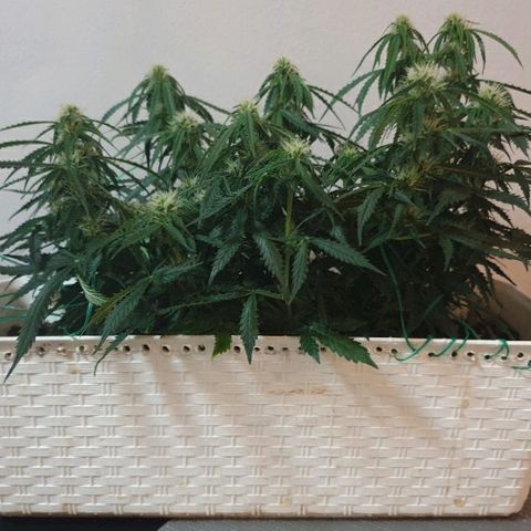 Delta 9 growlog timeline photo