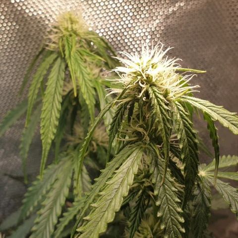 Delta 9 growlog timeline photo