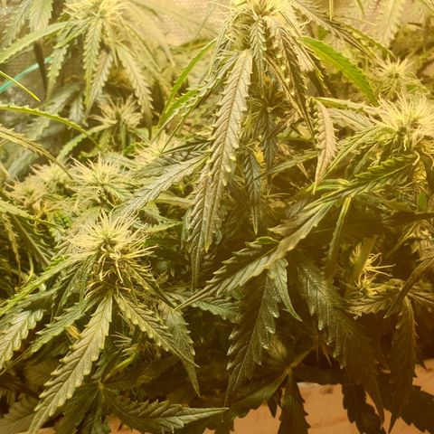 Delta 9 growlog timeline photo