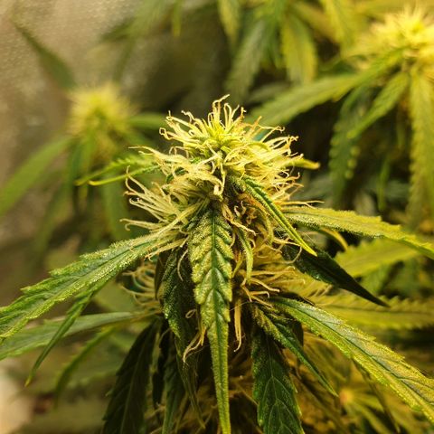 Delta 9 growlog timeline photo