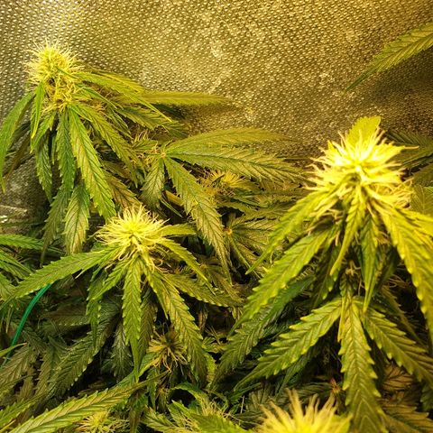 Delta 9 growlog timeline photo