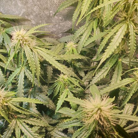 Delta 9 growlog timeline photo