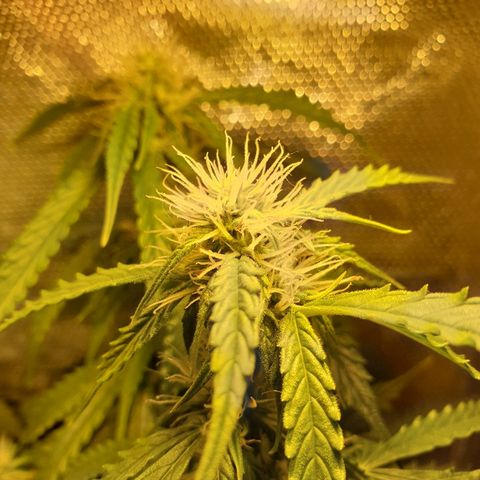 Delta 9 growlog timeline photo