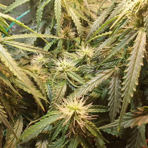 Delta 9 growlog timeline photo