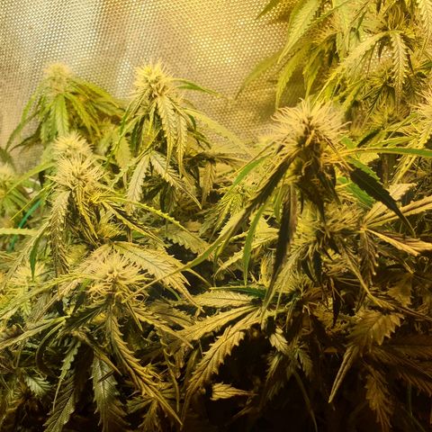 Delta 9 growlog timeline photo