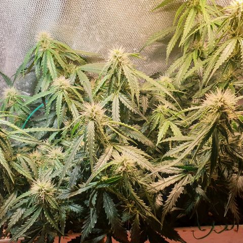 Delta 9 growlog timeline photo