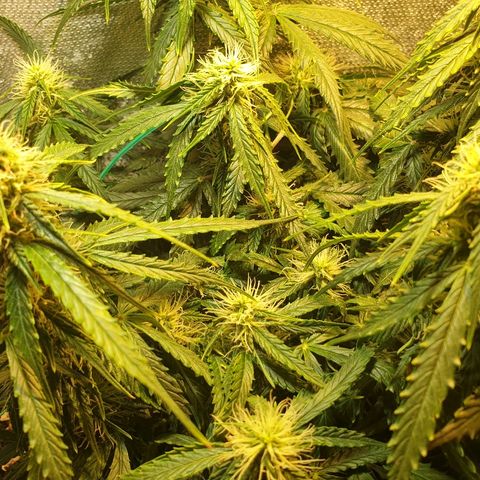 Delta 9 growlog timeline photo