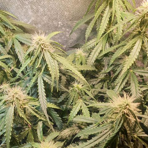 Delta 9 growlog timeline photo
