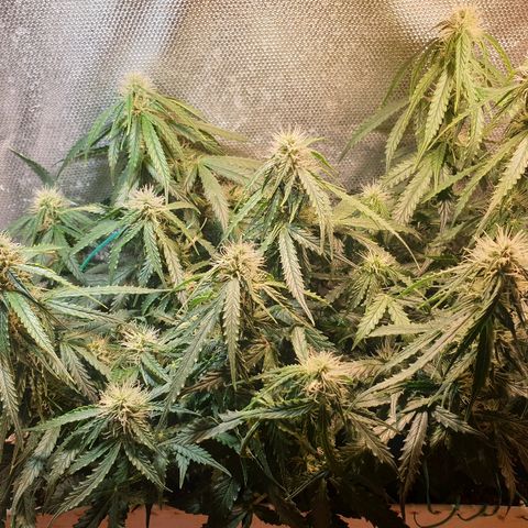 Delta 9 growlog timeline photo