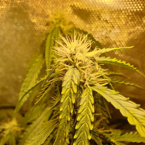 Delta 9 growlog timeline photo