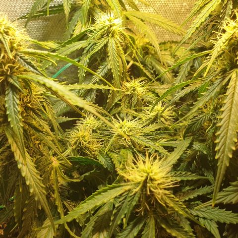 Delta 9 growlog timeline photo