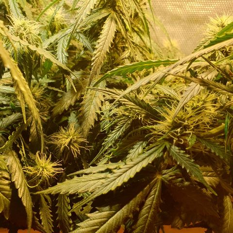 Delta 9 growlog timeline photo