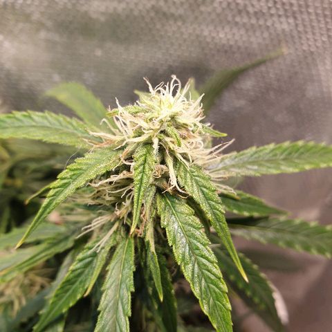 Delta 9 growlog timeline photo
