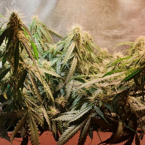 Delta 9 growlog timeline photo