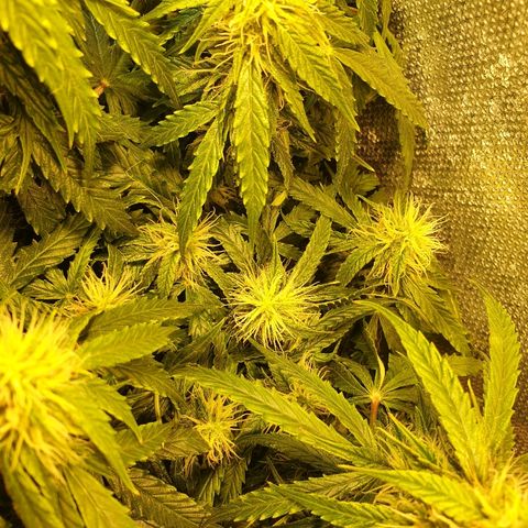 Delta 9 growlog timeline photo