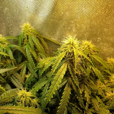 Delta 9 growlog timeline photo
