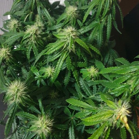 Delta 9 growlog timeline photo