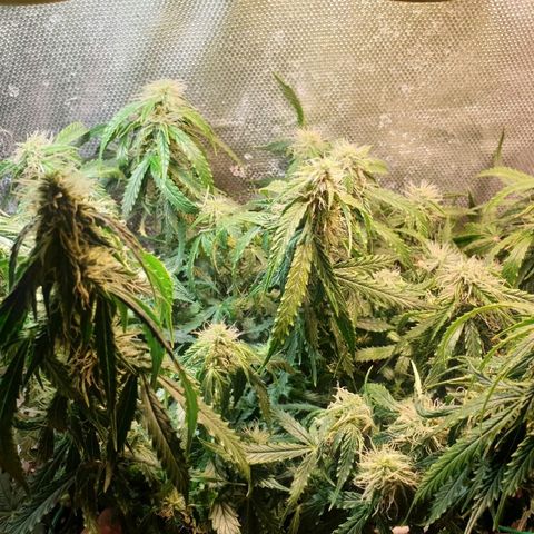 Delta 9 growlog timeline photo