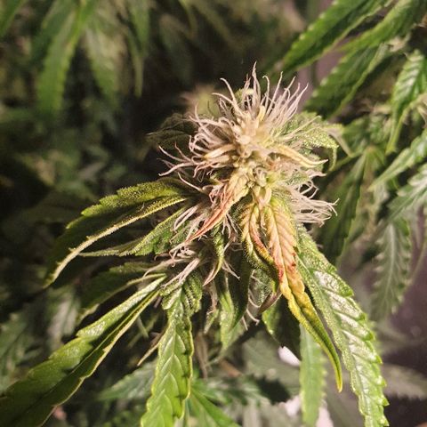 Delta 9 growlog timeline photo