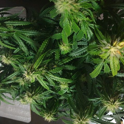 Delta 9 growlog timeline photo