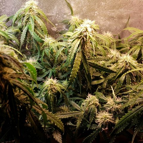 Delta 9 growlog timeline photo