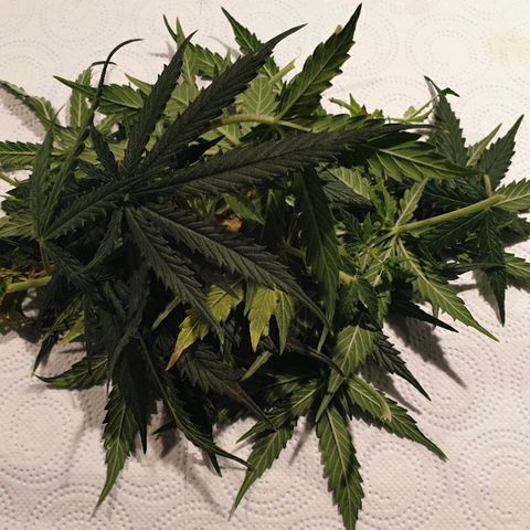 Delta 9 growlog timeline photo