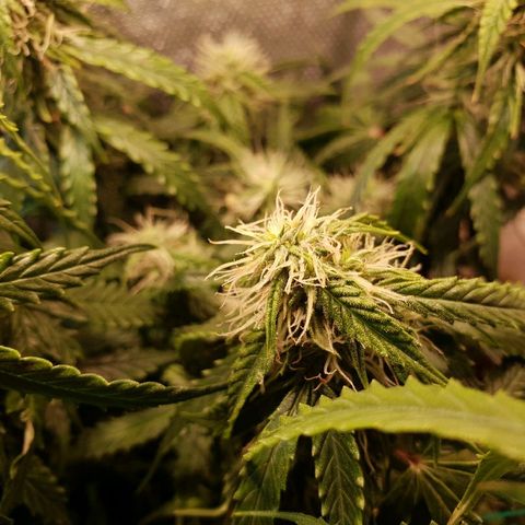 Delta 9 growlog timeline photo
