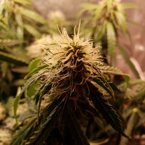 Delta 9 growlog timeline photo