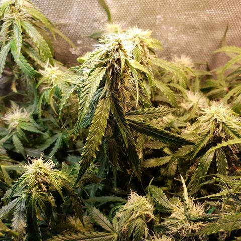 Delta 9 growlog timeline photo